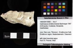 Foto (Objket + Etiketten) von Gastrosacus ernstbrunnensis (Bachmayer 1947) 